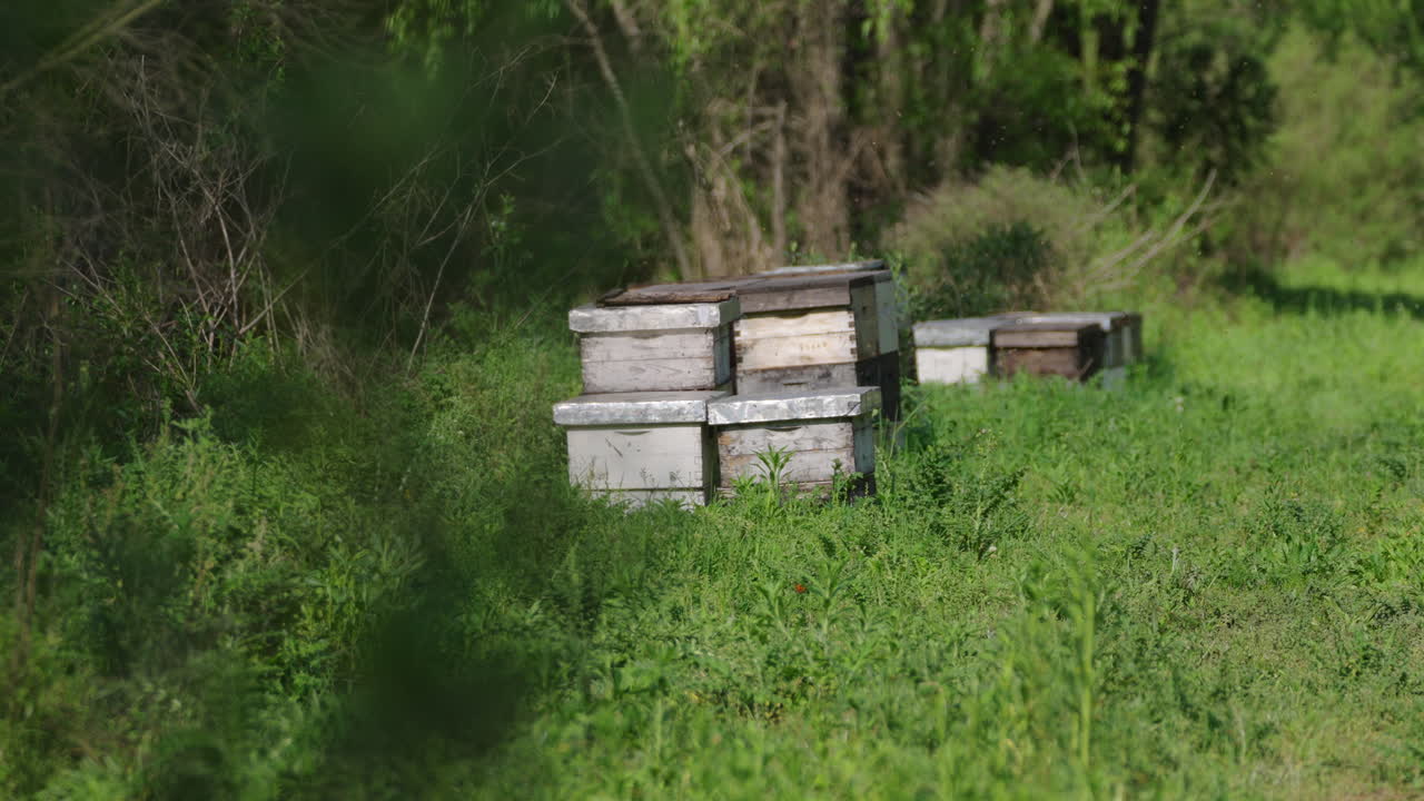 Wooden beehives placed in a green forest clearing with dense vegetation.