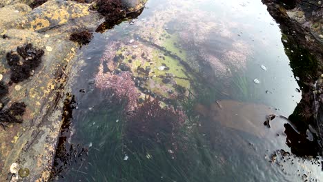 exploring ocean tide pools in central california