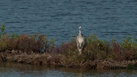 La-Cámara-Se-Aleja-Mientras-Mira-Directamente-A-La-Cámara-Deslizándose-Hacia-La-Izquierda,-Garza-Real-Ardea-Cinerea,-Tailandia