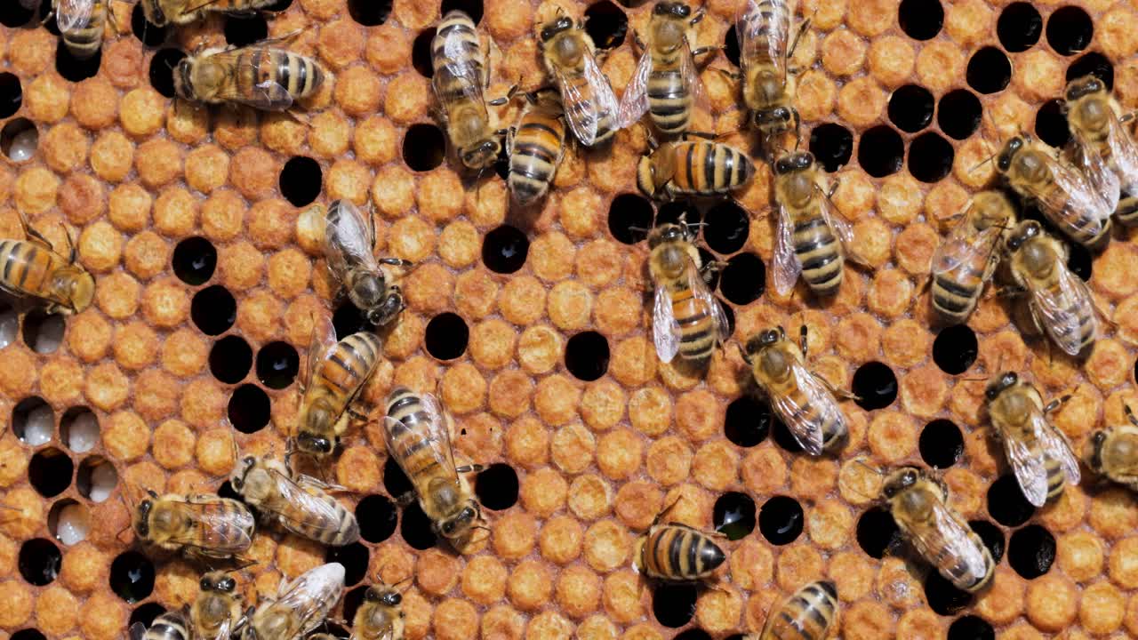Honey Bees working on honeycomb close-up shot. Bees are best known to humans for their ecological roles as pollinators