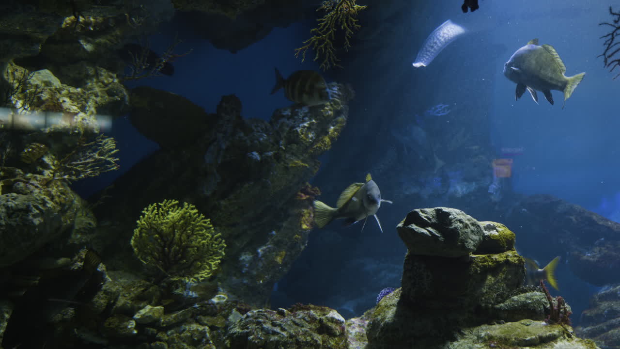 peces coloridos en un acuario