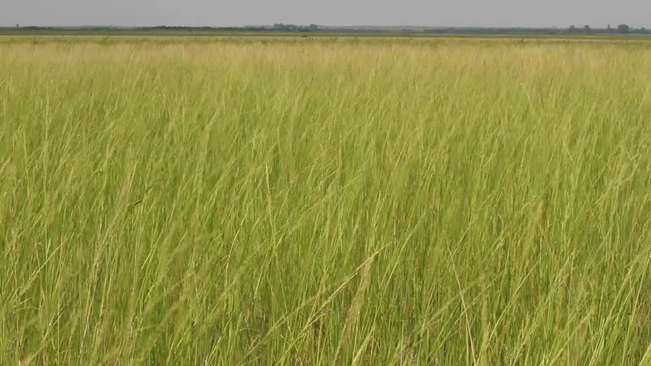 las praderas del estado libre, sudáfrica.