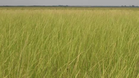 The-Grasslands-of-the-Free-State,-South-Africa