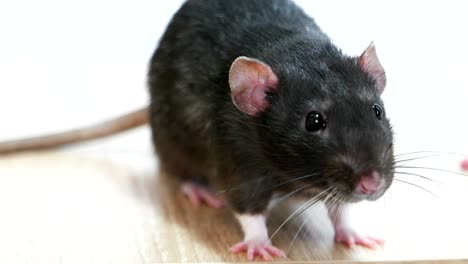 rata gris doméstica de primer plano