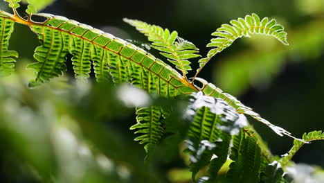 vibrant green fern leaves bathed in sunlight