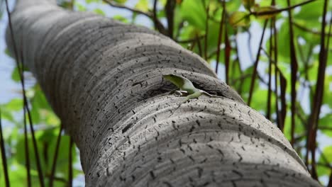 lagarto verde en un árbol en filipinas