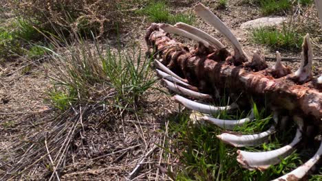 Huesos-De-Animales-A-Principios-De-La-Primavera-En-Idaho