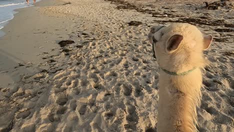 Young camel dromedary walks along sandy beach