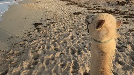 un joven dromedario camello camina a lo largo de una playa de arena