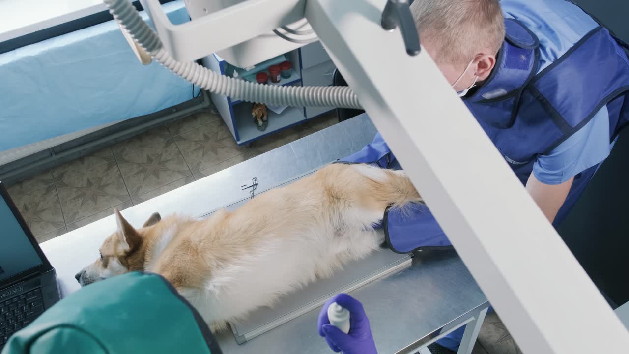 수의사 팀이 스레이 방에서 개를 검사하고 있습니다.