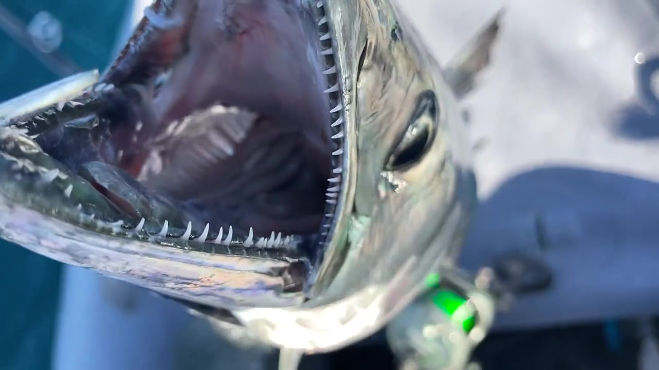 Close up shot of a fisherman holding freshly caught Atlantic bonito fish in Bahia Asuncion, Mexico on a sunny day.