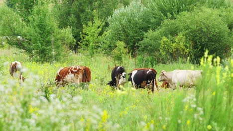 cows grazing on green summer meadow 4k