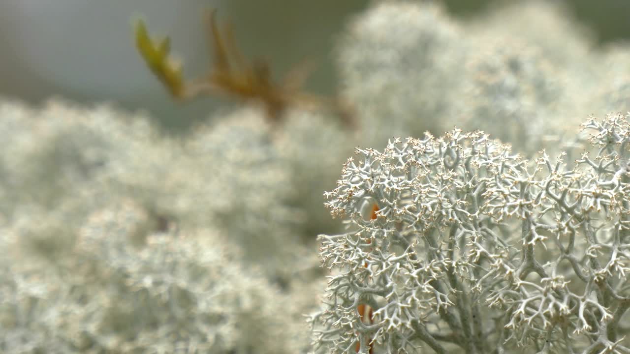 muchos líquenes de copa blanca o brodo en exhibición gh4 4k uhd