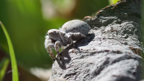 Peacock-spider,-Female-Maratus-speculifer