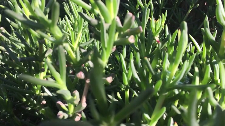 Primo piano dettagliato di un fitto cespuglio di piccole piante verdi e dei loro rami con sole e ombre al rallentatore.