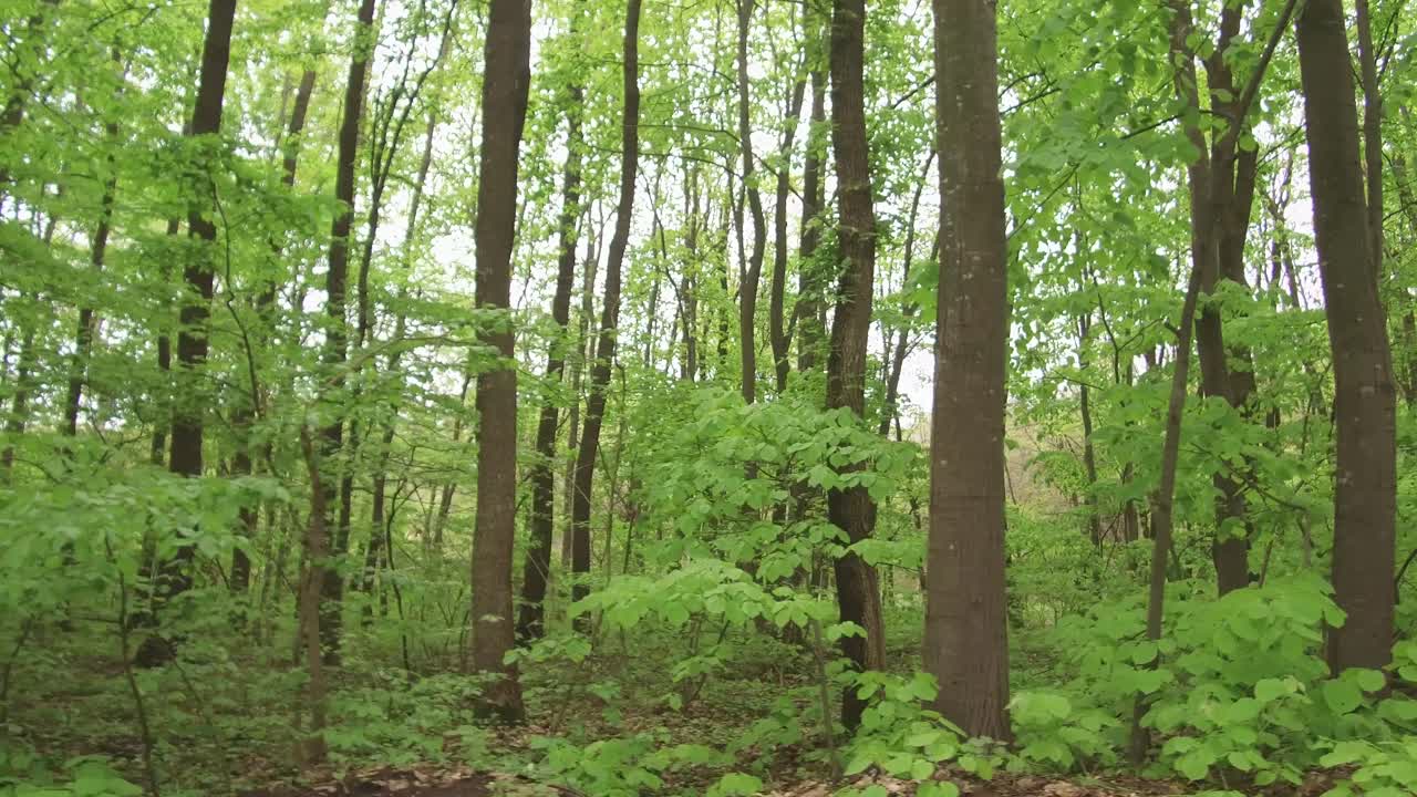 Camminando su una strada forestale, stagione primaverile