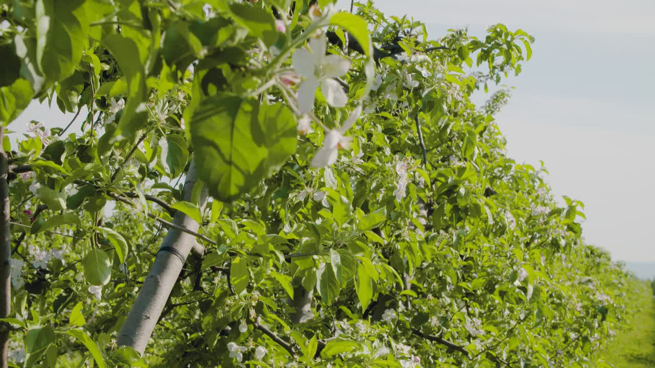 Fruit Trees In A Row On Agricultural Field 5