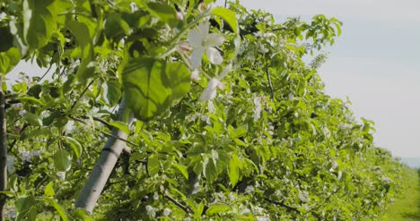 fruit trees in a row on agricultural field 5