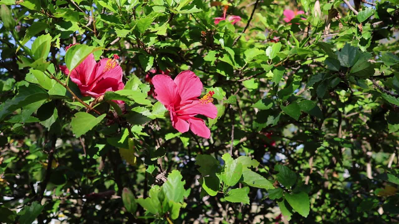 el lapso de tiempo de una flor de hibisco floreciendo