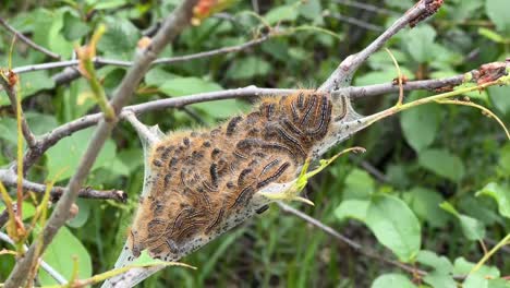 dancing tent caterpillars; wild, funny, party animals