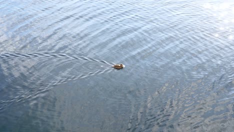 Voller-Leben,-Lebhafte-Ente,-Die-Langsam-Am-Teich-Schwimmt