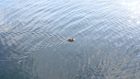 Full-of-life-lively-duck-floating-at-pond-slowly