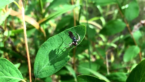 a flying ant fights with a spider