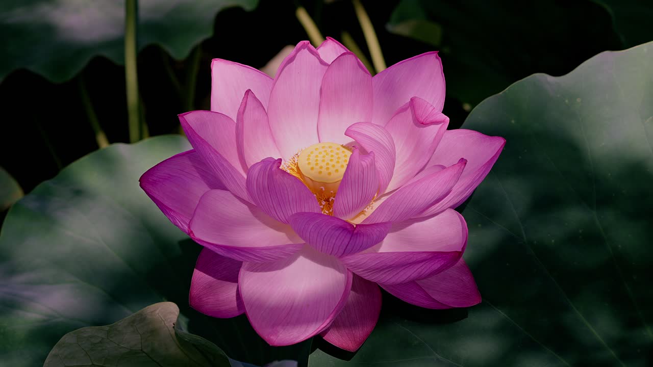Beautiful pink lotus flowers in Tokyo Ueno
