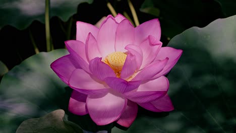 beautiful pink lotus flowers in tokyo ueno