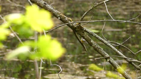 View-of-a-yellow-oatmeal-bird-sitting-on-the-autumnal-branch-of-a-tree