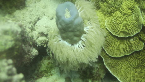 coral in the coral reef of the red sea