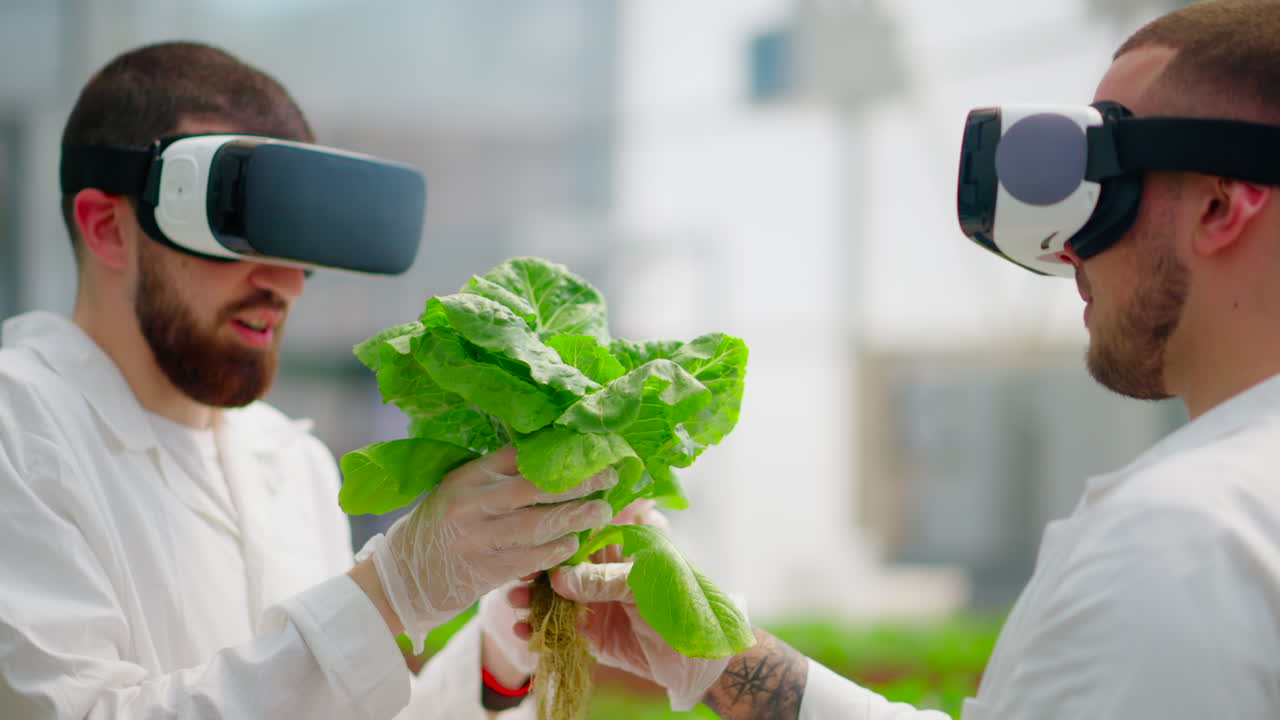 Two laboratory technicians in white coats wearing Virtual Reality headsets, analysing lettuce grown with the Hydroponic method in a greenhouse