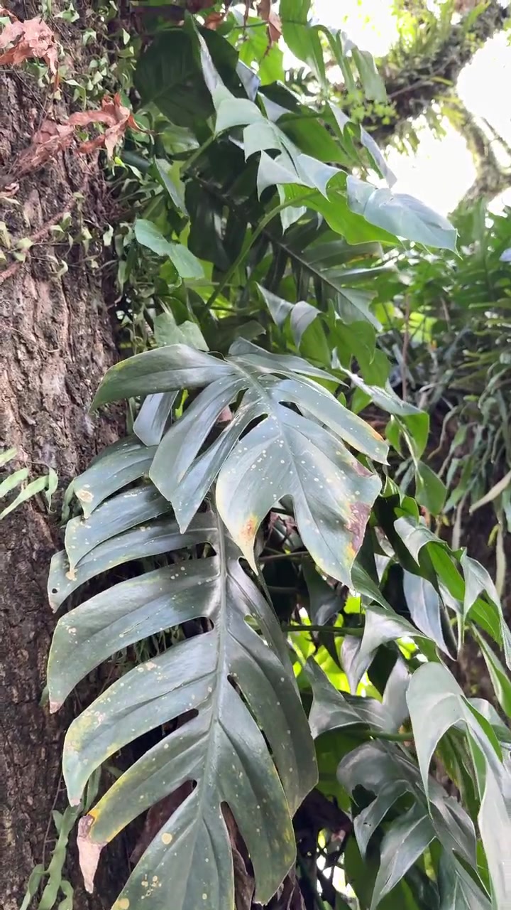 Pianta di Monstera che cresce su un tronco d'albero in una foresta tropicale