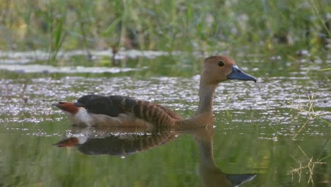 Pfeifende-Ente-Angst-Vor-Jäger-Im-Himmel-Uhd-Mp4-4k