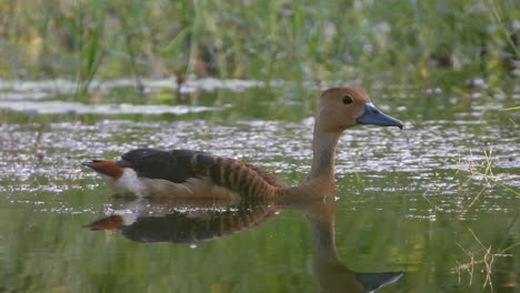pato silbante miedo al cazador en el cielo uhd mp4 4k
