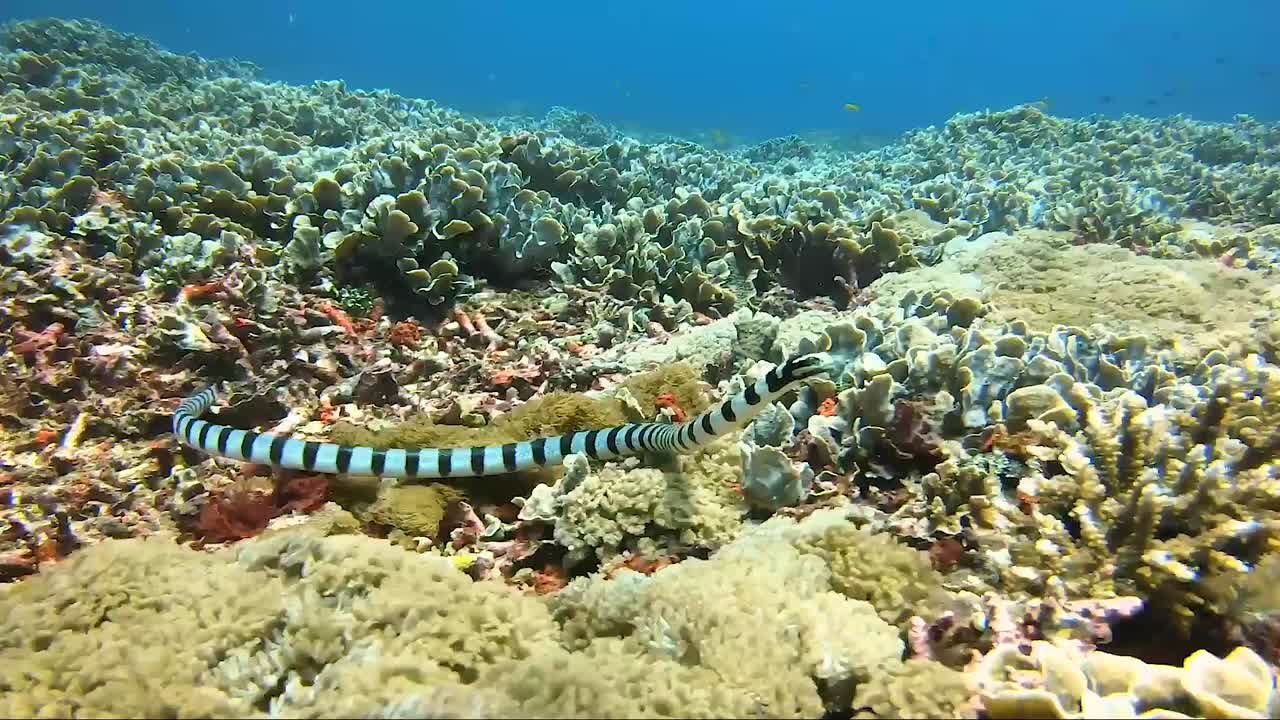 Un serpente marino fasciato nuota di lato e verso la telecamera su una barriera corallina colorata.