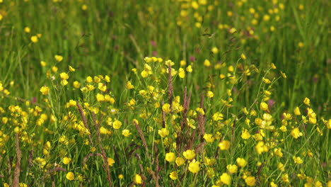 Buttercup-flowers-blowing-slowly-in-the-summer-breeze,-yellow-flowers-on-a-lincolnshire-coastal-marshland