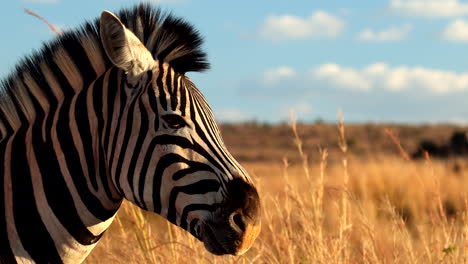 closeup profile view of handsome black and white face of zebra in golden field