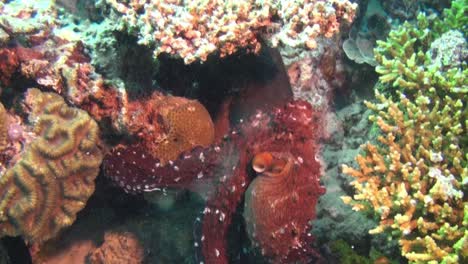 después del apareamiento del pulpo en el arrecife de coral: el macho y la hembra se separan y se alejan