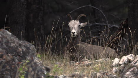 borrego cimarrón hembra moviendo sus orejas en las montañas rocosas en canadá - plano medio