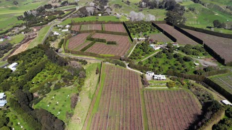 Luftaufnahmen-Von-Kiwi-Obstgärten-Und-Avocadobäumen-Auf-Einem-Hügel-In-Der-Landschaft-Des-Ostkap-In-Neuseeland