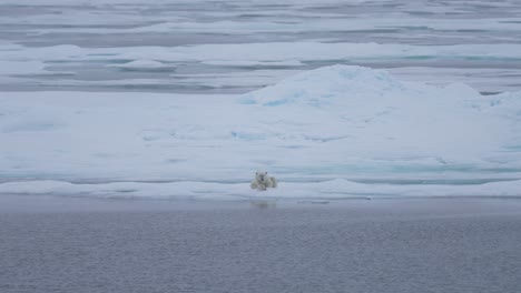 Polar-Bear-Resting-on-Ice-by-Cold-Arctic-Sea,-Wide-View-60fps