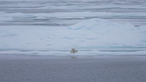 oso polar descansando en el hielo por el frío mar ártico, vista amplia 60 fps