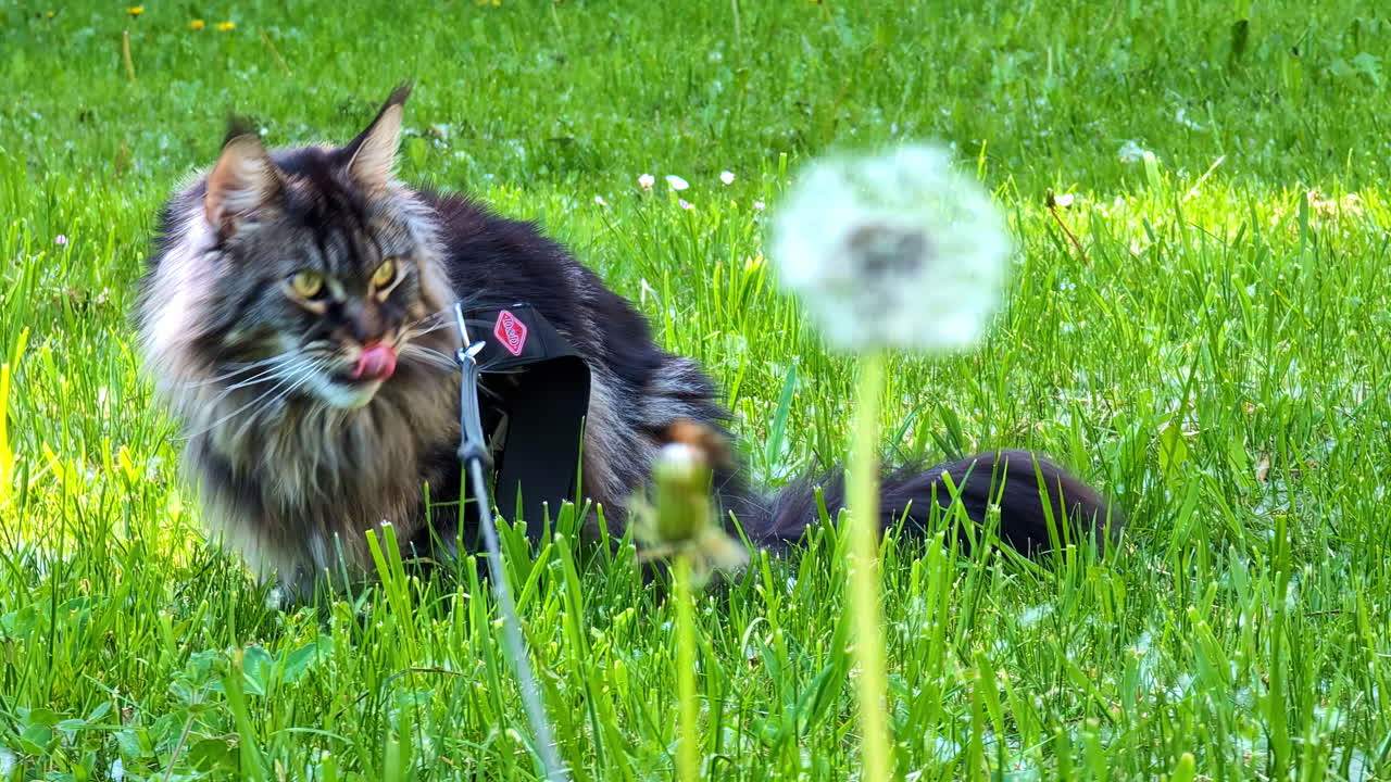 A Maine Coon cat on a leash exploring a grassy lawn with dandelions
