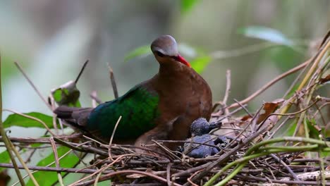 The-Common-Emerald-Dove-is-common-to-Asian-countries-and-it's-famous-for-its-beautiful-emerald-coloured-feathers