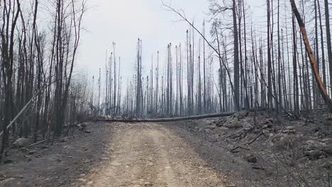 Single-burnt-tree-lays-fallen-across-a-track-through-a-forest-devastated-by-fire