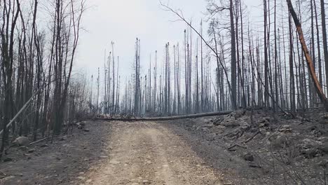 single burnt tree lays fallen across a track through a forest devastated by fire