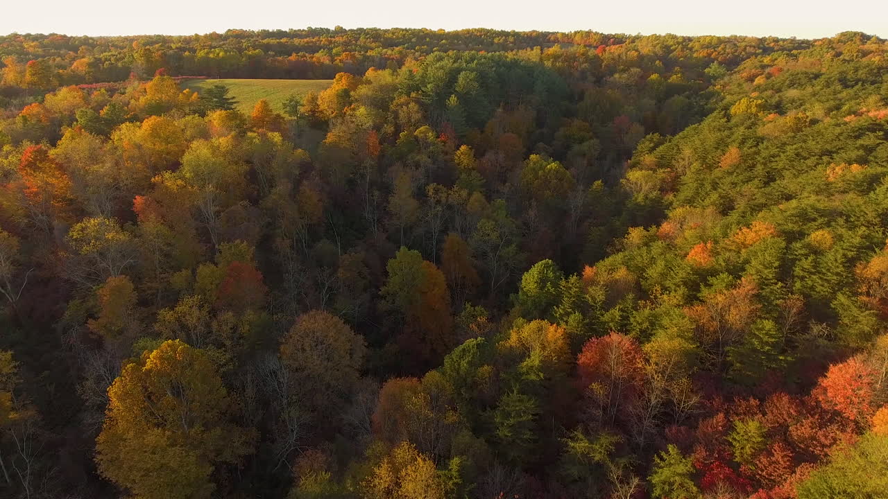 toma aérea cinematográfica de un bosque de otoño en hocking hills en logan, ohio