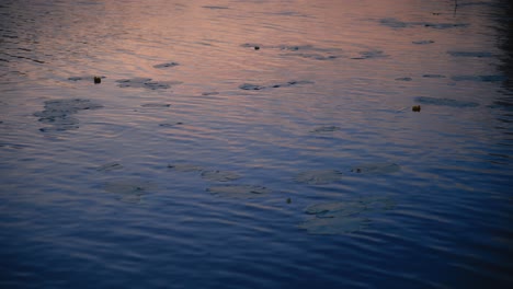 Lilypads-and-calm-waves-on-the-surface-of-a-lake-during-golden-hour-in-Sweden