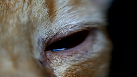 eye-part-of-a-cat